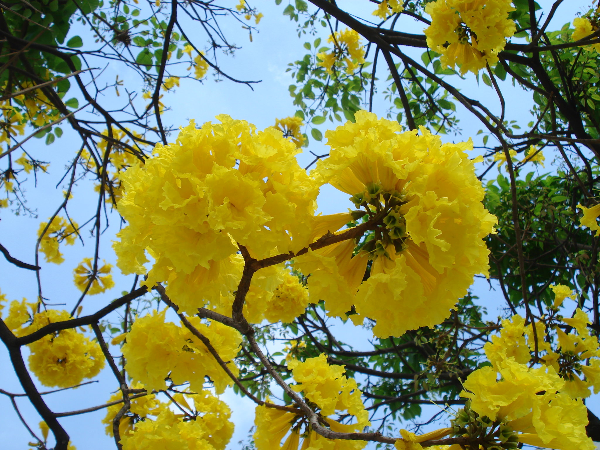 Handroanthus guayacan